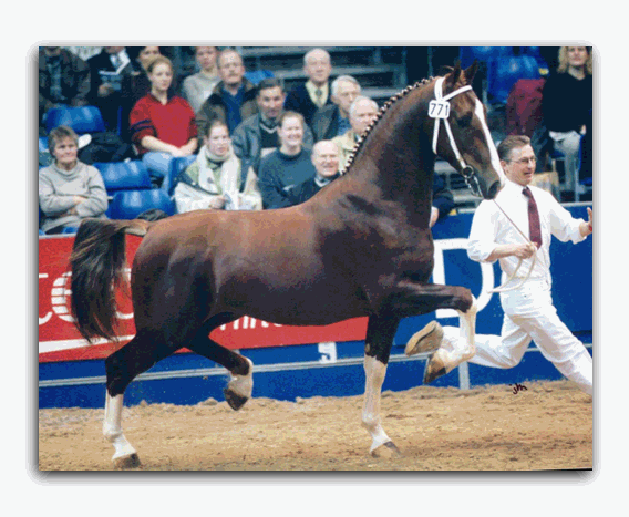 Dutch Harness Horse - Show Horse